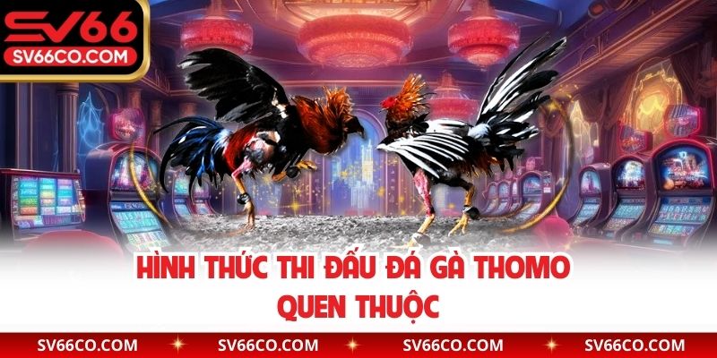 Hình thức thi đấu đá gà Thomo quen thuộc